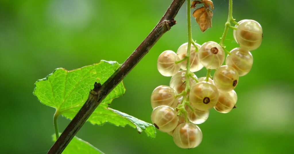 Detailed close-up of ripe gooseberries hanging on a vine amidst lush green leaves.