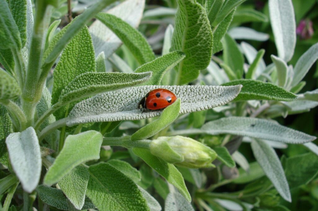 ladybug, sage, plant, summer, animal, nature, sage, sage, sage, sage, sage