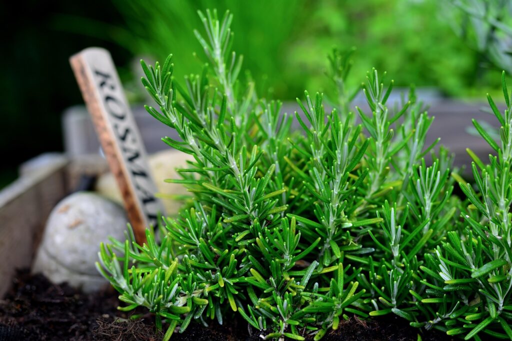 rosemary, herbs, plant, garden, garden herbs, seasoning, nature, rosemary, rosemary, rosemary, rosemary, rosemary