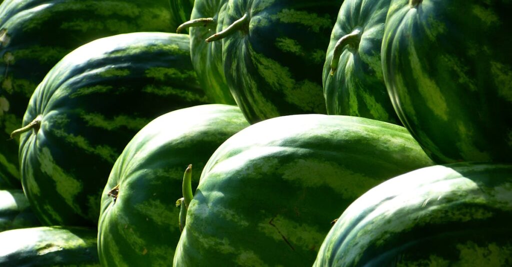 A vibrant display of green watermelons stacked outdoors under the bright sun.