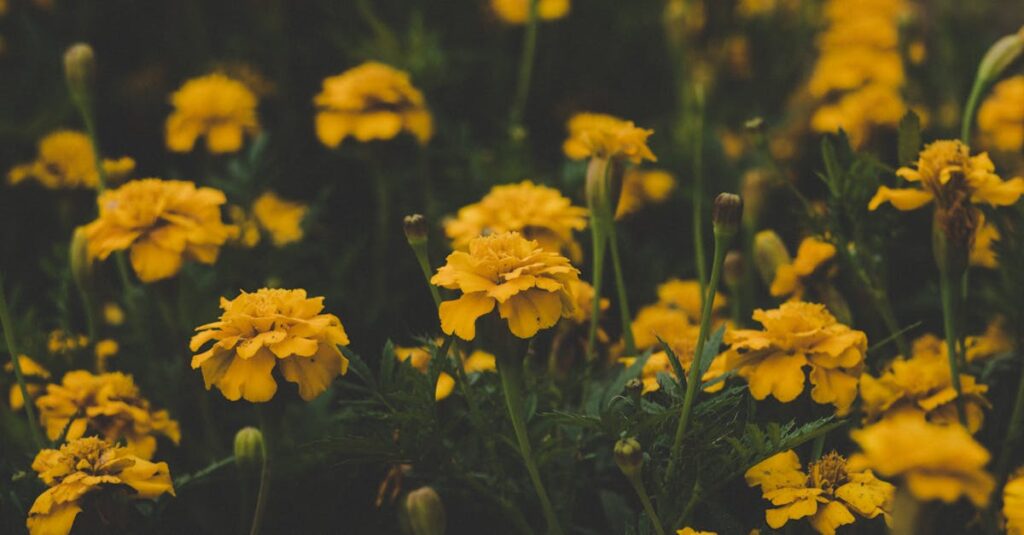 Beautiful field of yellow marigolds blooming in a city park setting, showcasing nature's vibrant colors.