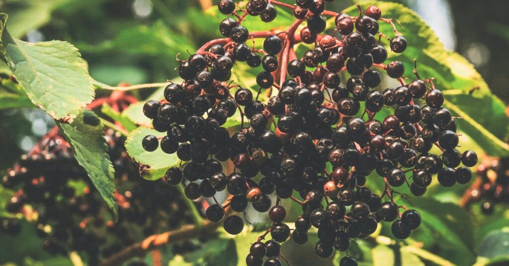 Close-up of ripe elderberries hanging on branches with lush green leaves in a sunny garden setting.