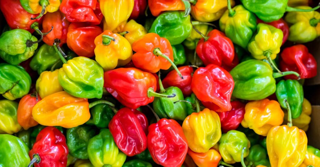 A colorful close-up of fresh habanero peppers showcasing a variety of reds, yellows, and greens.