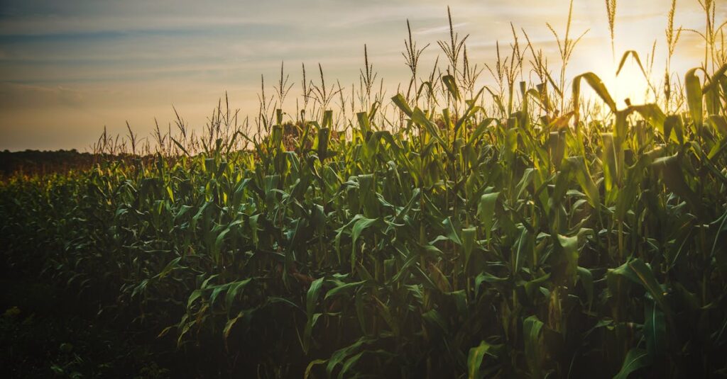 A beautiful cornfield at sunset, showcasing the vibrant growth and serene countryside landscape.