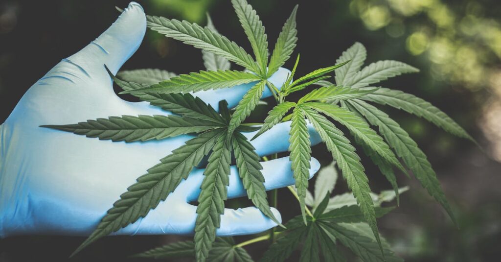A hand in gloves holds fresh cannabis leaves outdoors, highlighting natural growth.