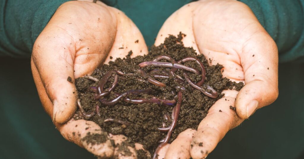 Close-up of hands holding earthworms in fertile soil, symbolizing natural composting.