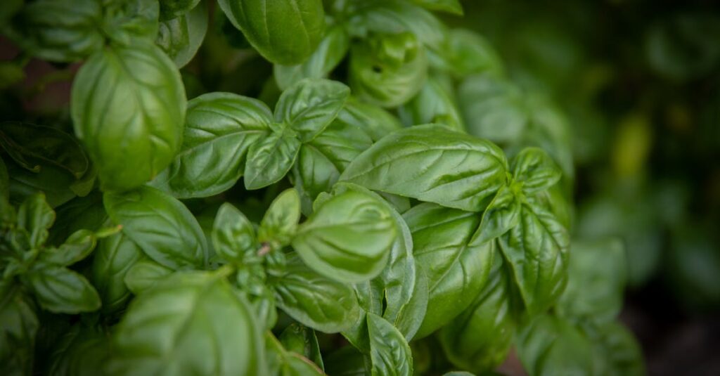 Lush green basil leaves in a garden, showcasing vibrant freshness and natural texture.