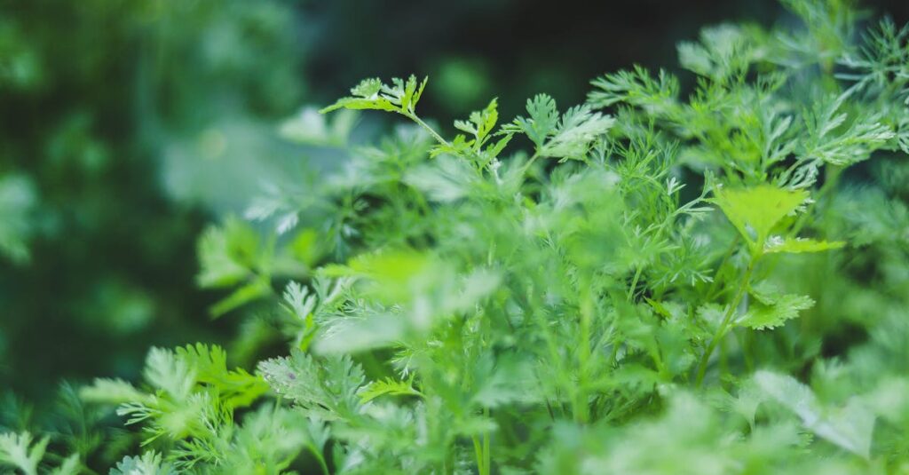 Vibrant close-up of fresh green coriander leaves in Comilla, Bangladesh.