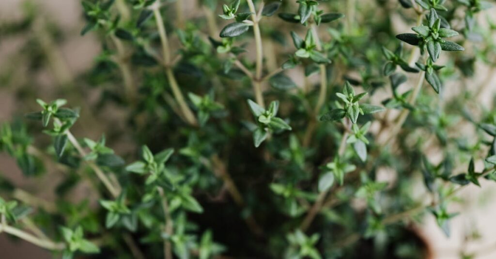 Vibrant thyme plant in a rustic terracotta pot placed indoors with a soft blurred background.