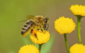 Detailed shot of a honeybee pollinating vibrant yellow flowers in nature.