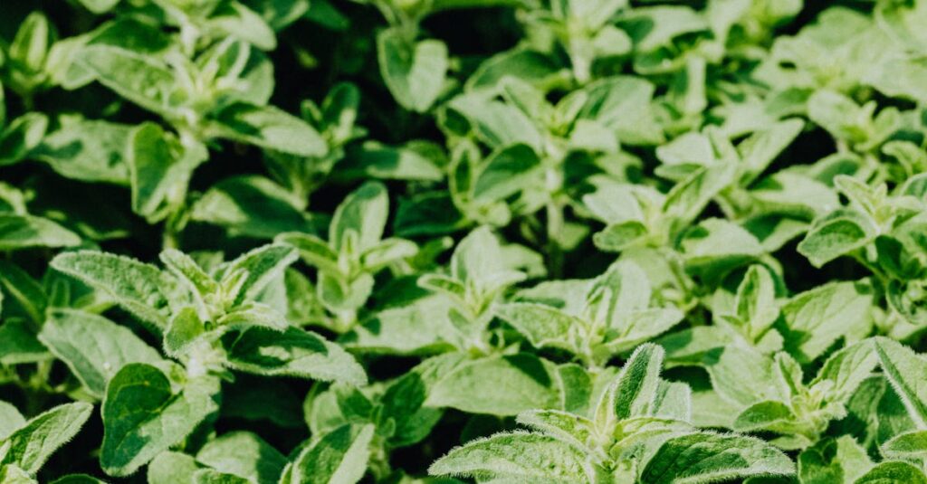 A vibrant close-up of lush oregano leaves, ideal for nature and culinary-themed projects.