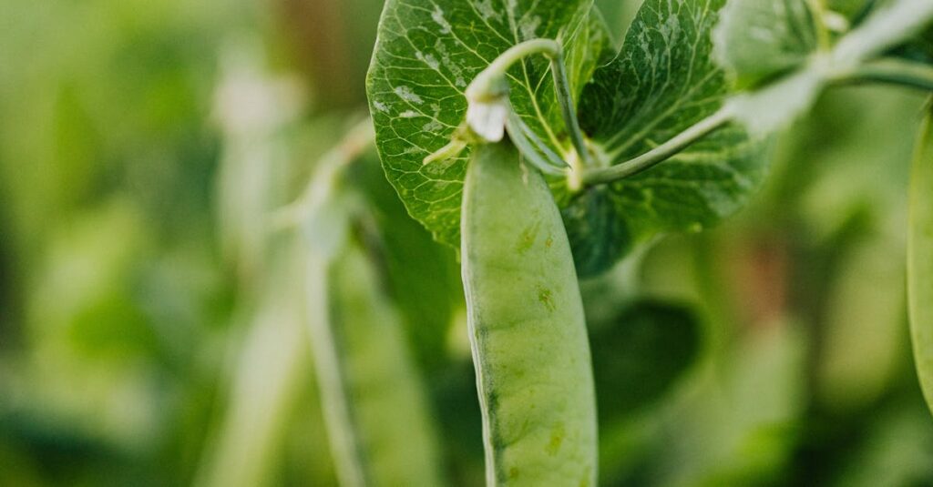 Close-up of green peas growing on a plant, showcasing freshness and natural environment.