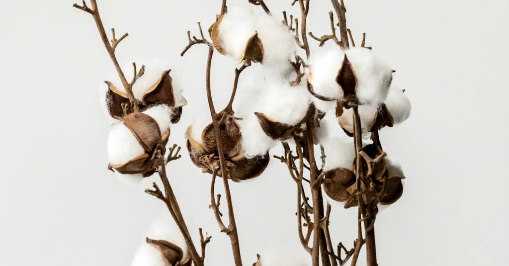 Elegant still life of cotton plant stems with a minimal white background. Perfect for decor or nature themes.