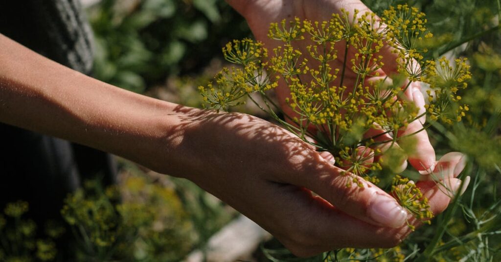 Hands gently harvesting fresh dill in an outdoor garden during summer, showcasing natural growth.