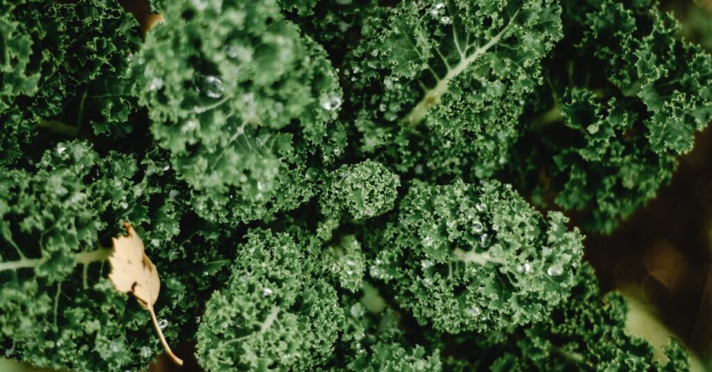 Healthy organic kale leaves with water droplets, showcasing fresh and vibrant green colors.