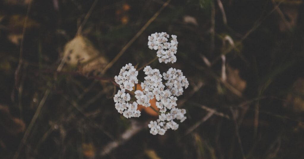 Detailed view of white yarrow flowers surrounded by dark foliage in outdoor environment.