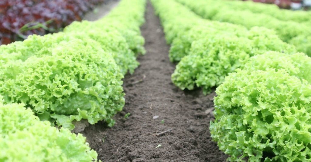 Close-up of vibrant green lettuce rows in a well-tended agricultural field.